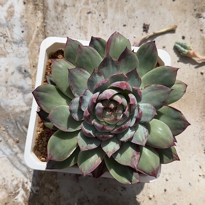 花****026啊好喜欢好喜欢好喜欢