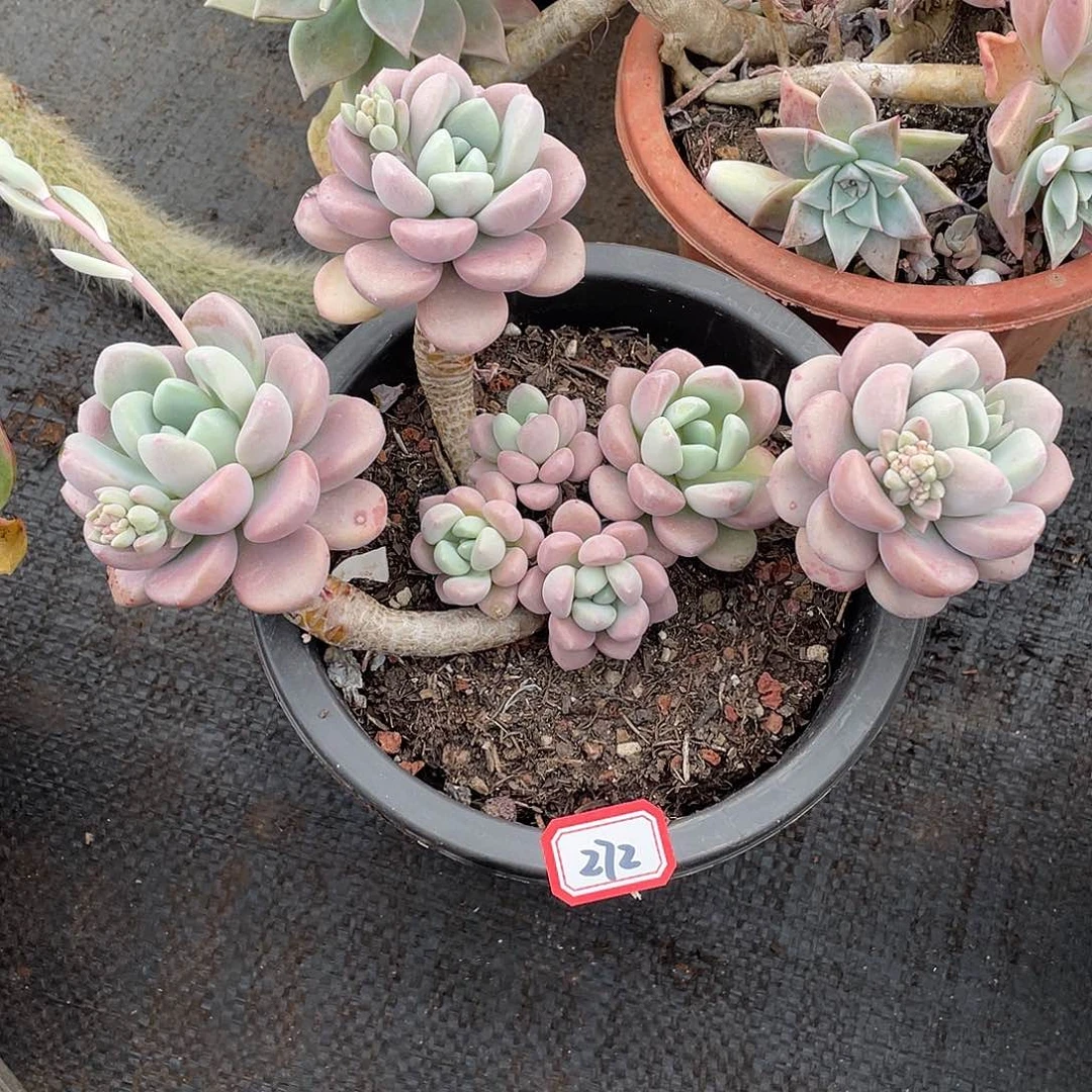 272花瓣鹿 一物一拍多肉