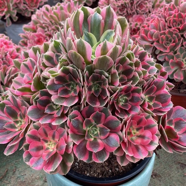 961女郎精品法师多肉