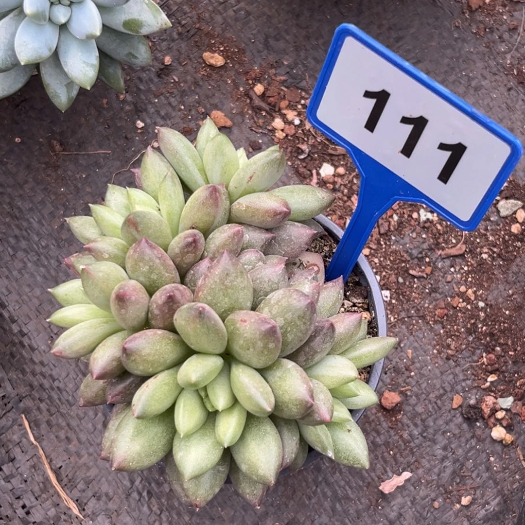 米其林多肉植物111