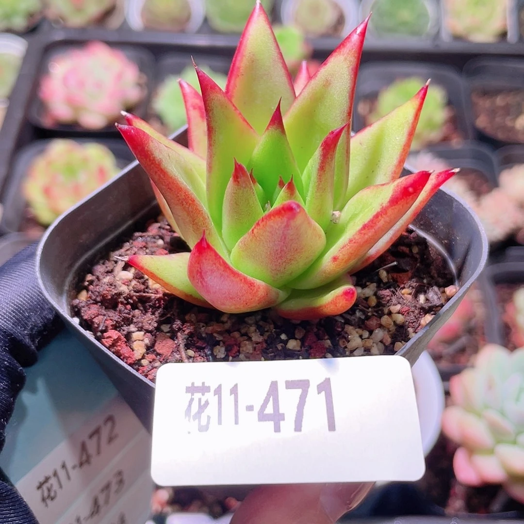 花利美11-471口红