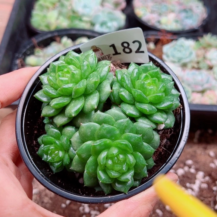 多肉植物多肉植物