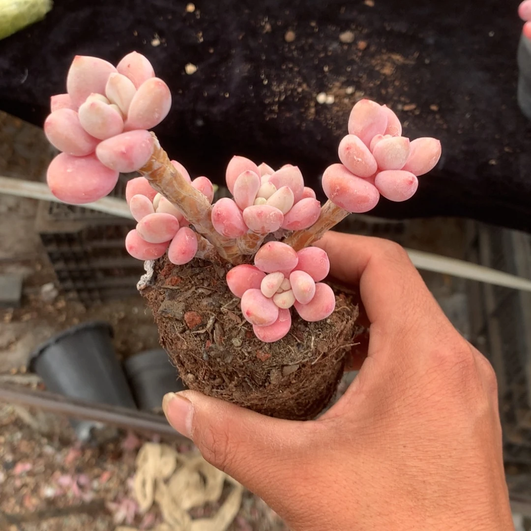 清光绪二十四十二女孩子为纪念