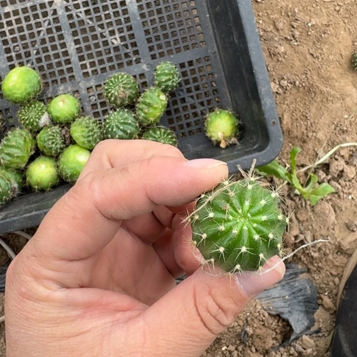 362丽花歪无根侧牙2公分左右斑