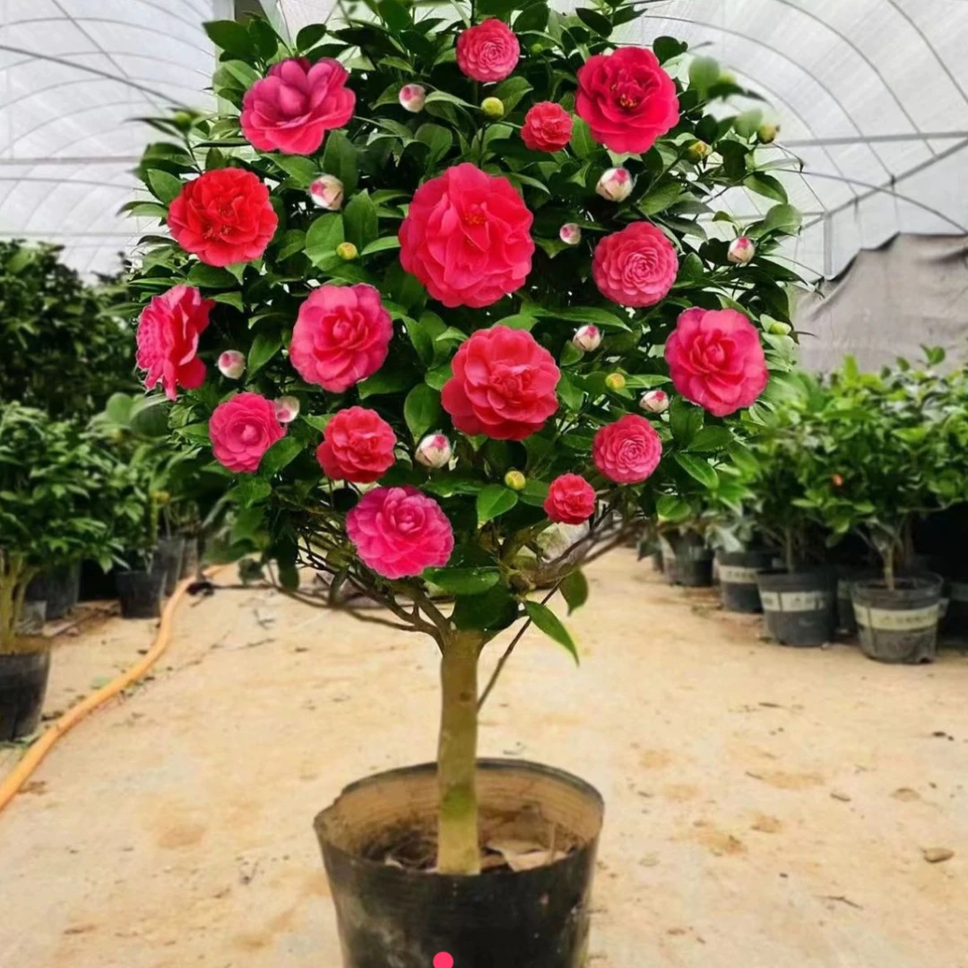红赤丹茶花开花重瓣大花