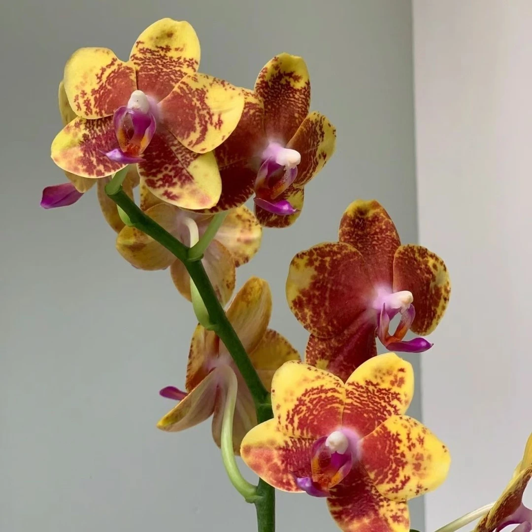 蝴蝶兰【香妃】蜡质花大颗苗基地直发