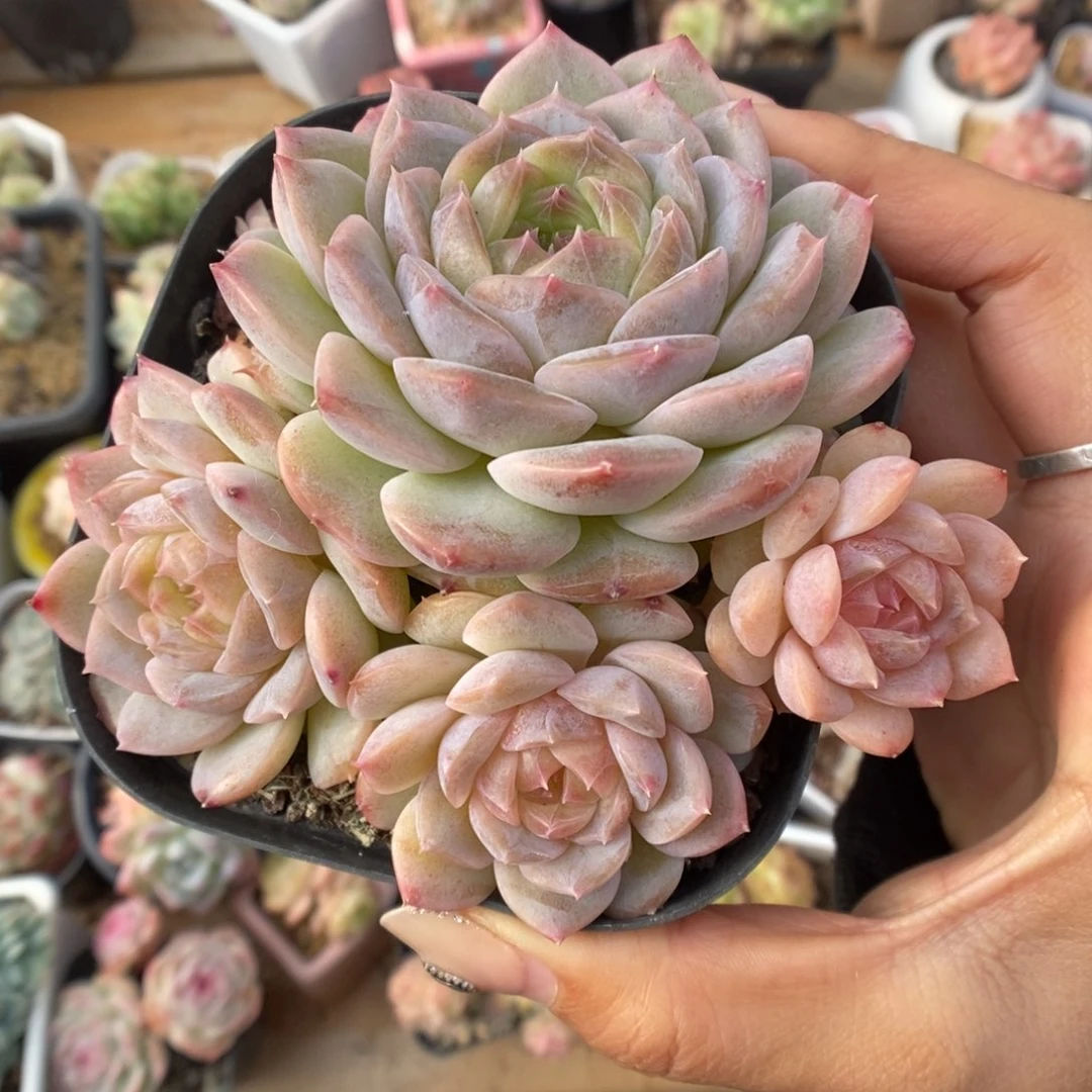 粉心珍妮群生410号。