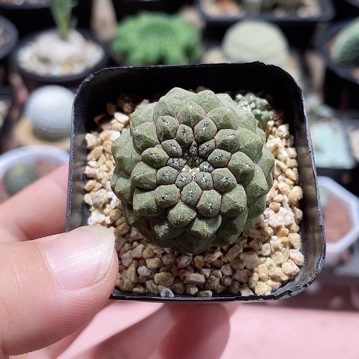 672蜥蜴皮仙人球