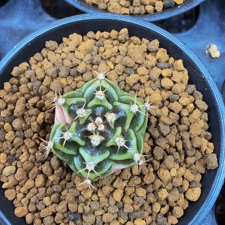 当前无花朵，栽培后可花朵