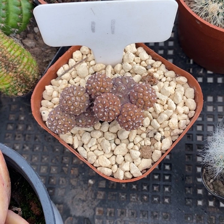 伯克利和格蕾特的故事也