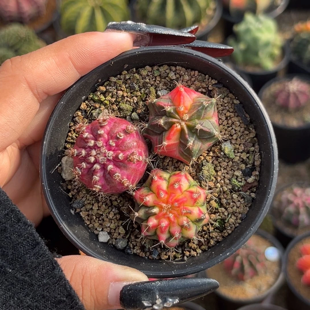 侧牙拼盘 带盆土 特价