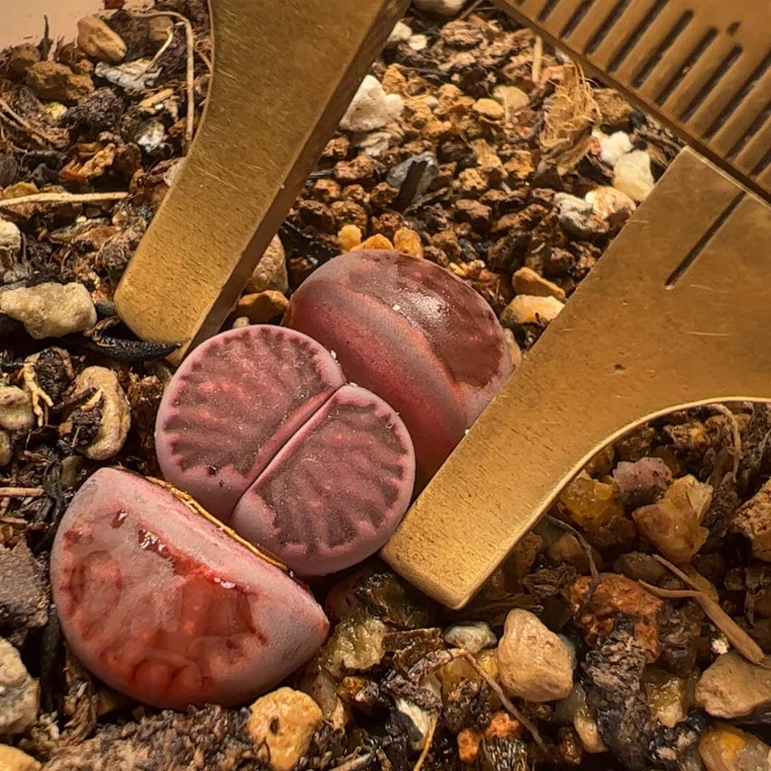 紫菊多肉植物百科1