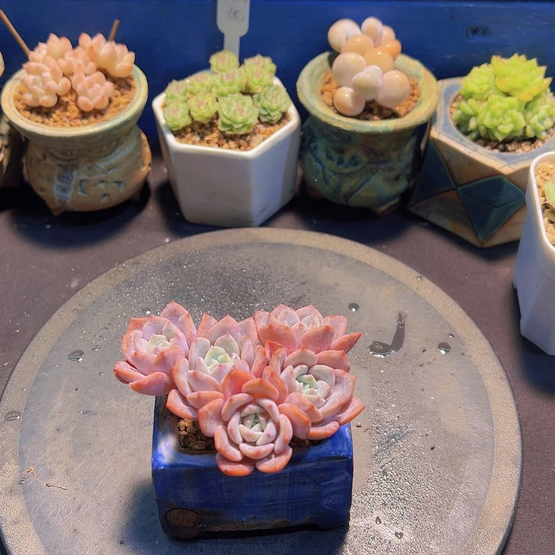拉菲，多肉植物……