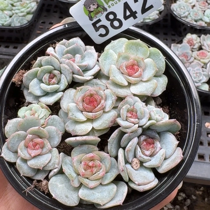 多肉植物多肉植物