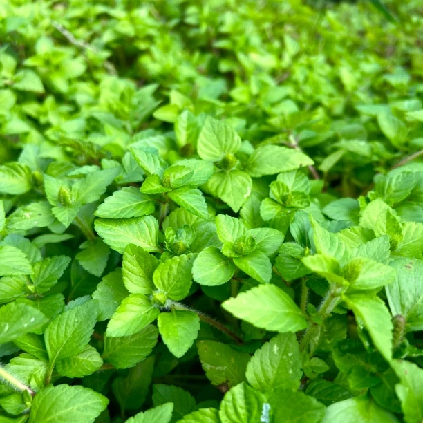 【毛毛菜】略有开花蚂蚁菜马孬马糯煮鱼香料1斤起