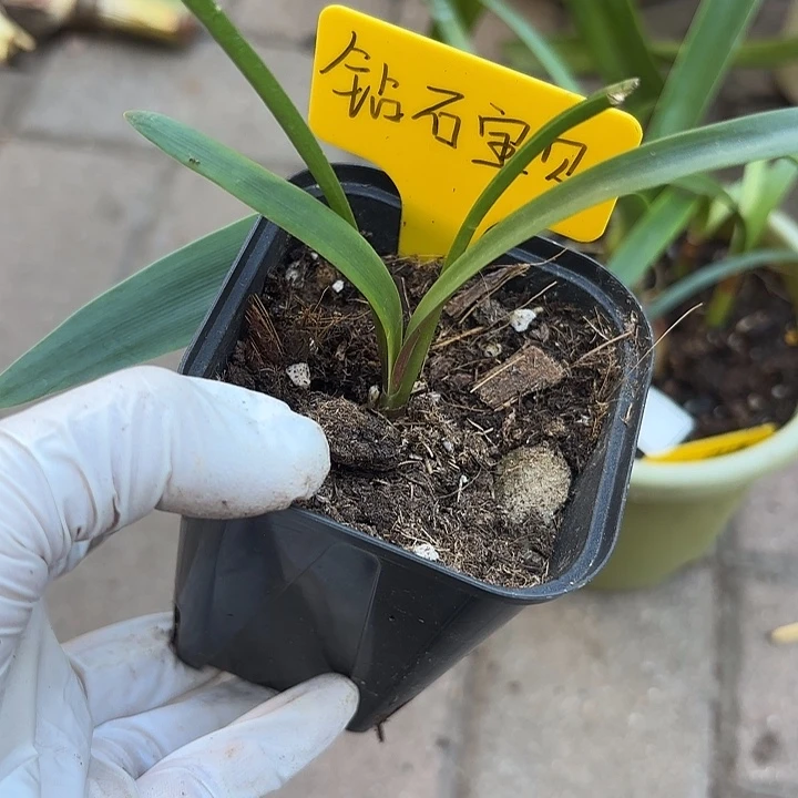 无花朵钻石宝贝1+带盆发货