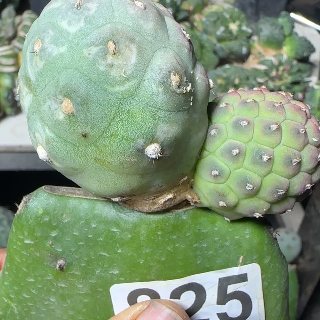 无花朵苗接大型无刺糕绒825