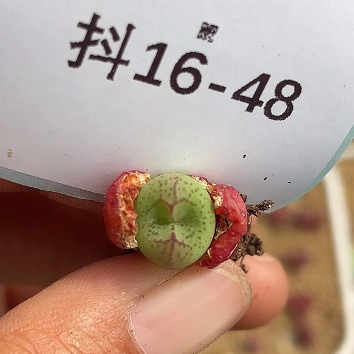 16-48猴多肉植物肉锥