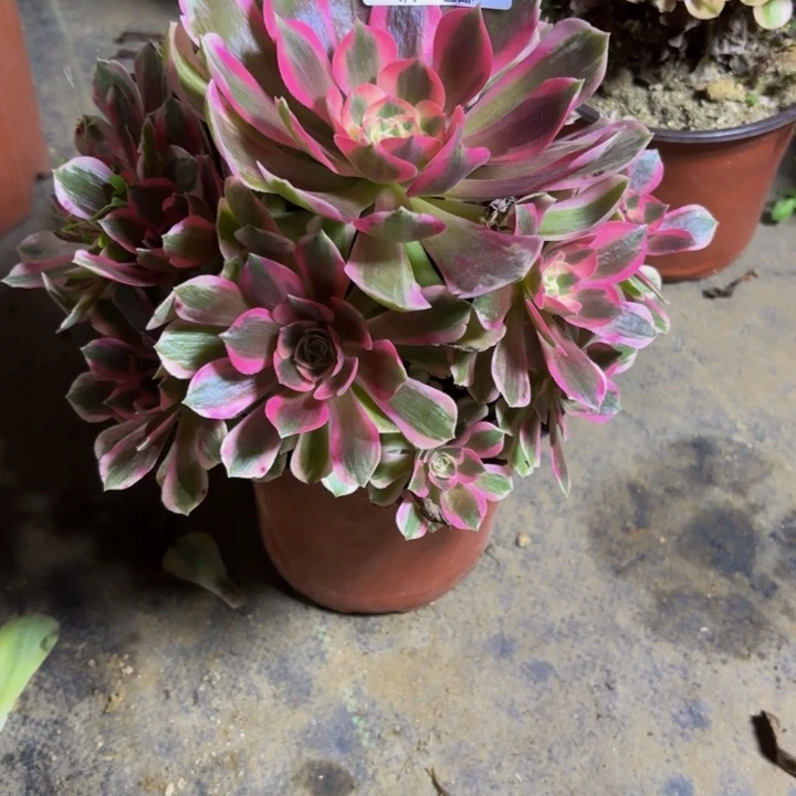 瑞妈，。。。。。。。988。女巫