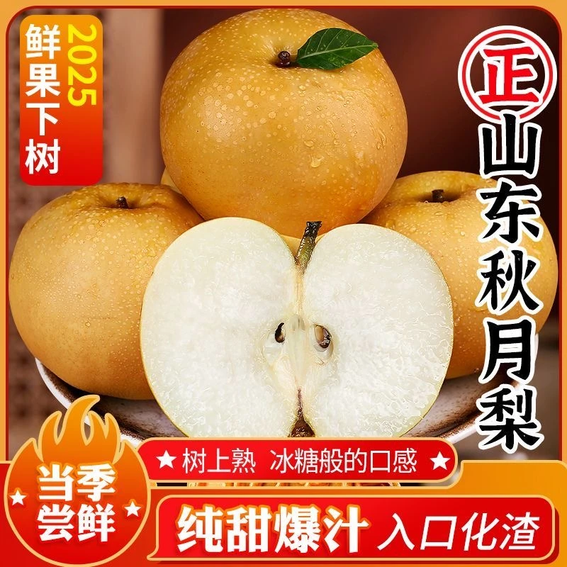 正宗山东秋月梨2025年新鲜现摘当季水果脆甜多汁皮薄肉细