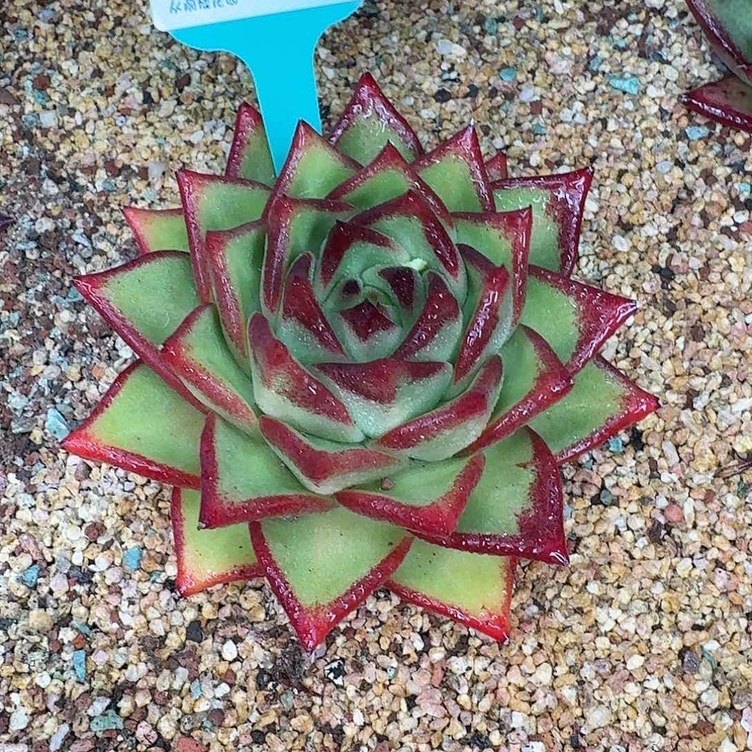 从前慢花园多肉0129-203