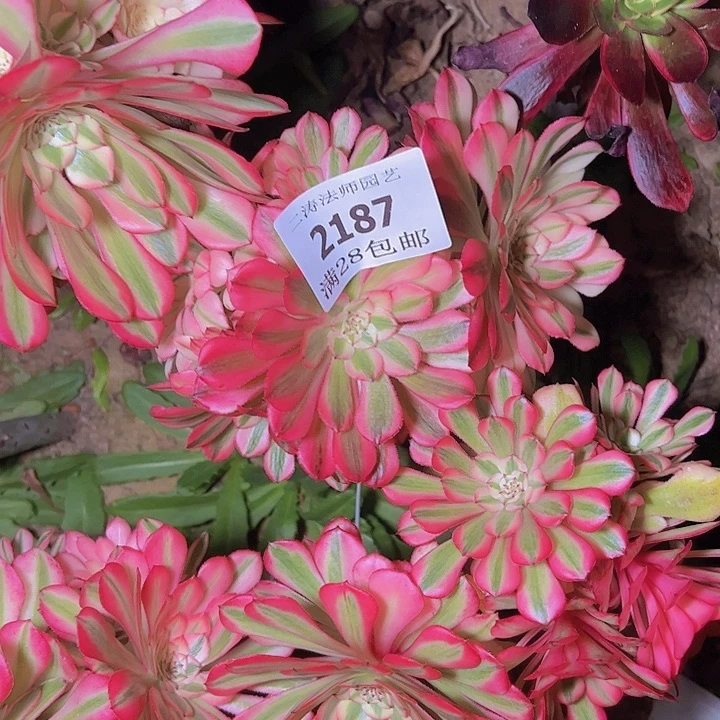 昱*2187粉铜多肉植物母本无根