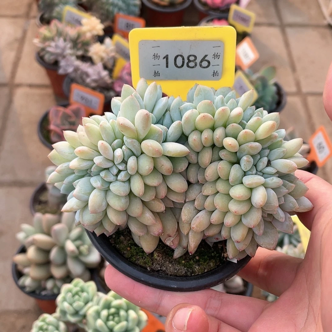 【闪购商品】1086号