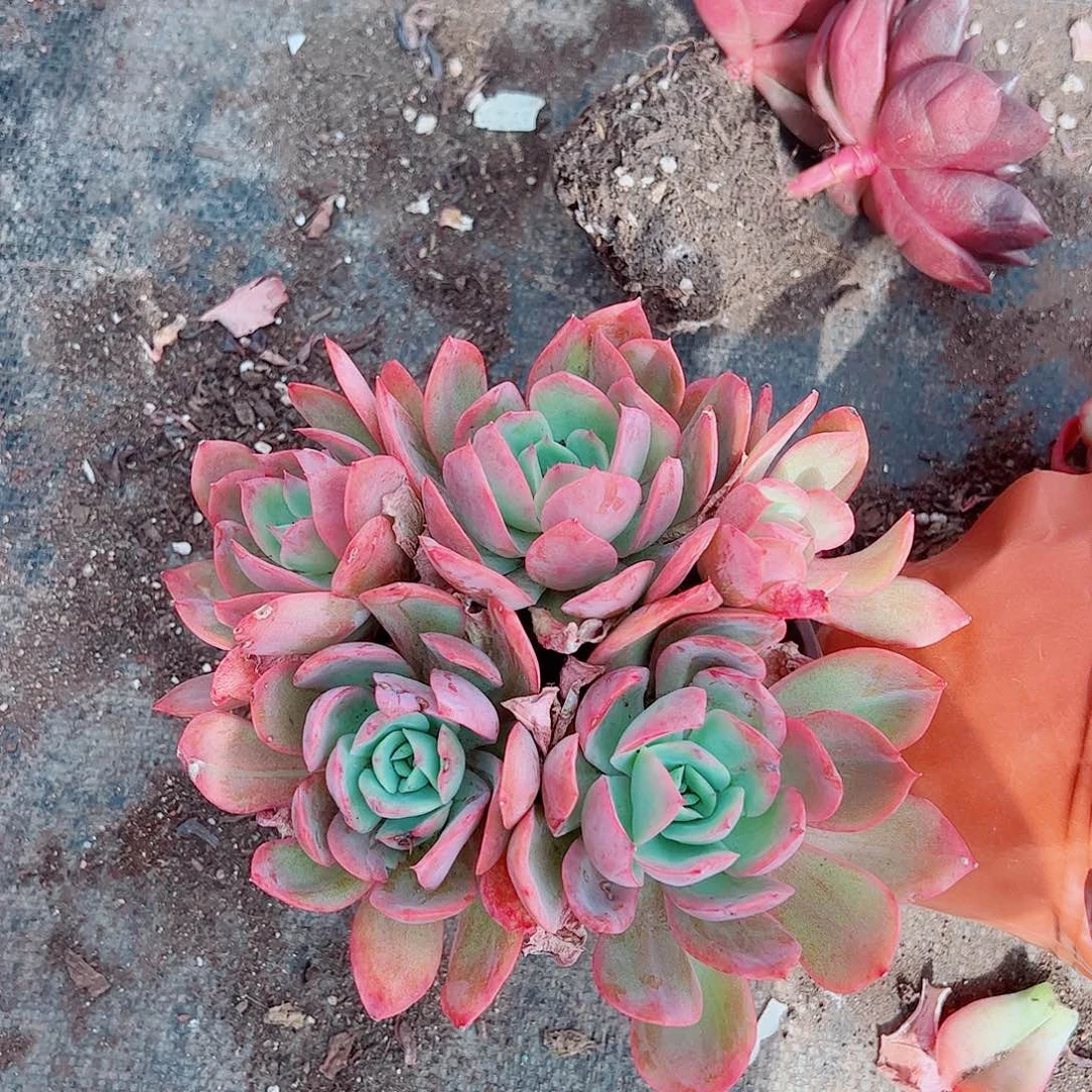 绮罗仙子多头造型