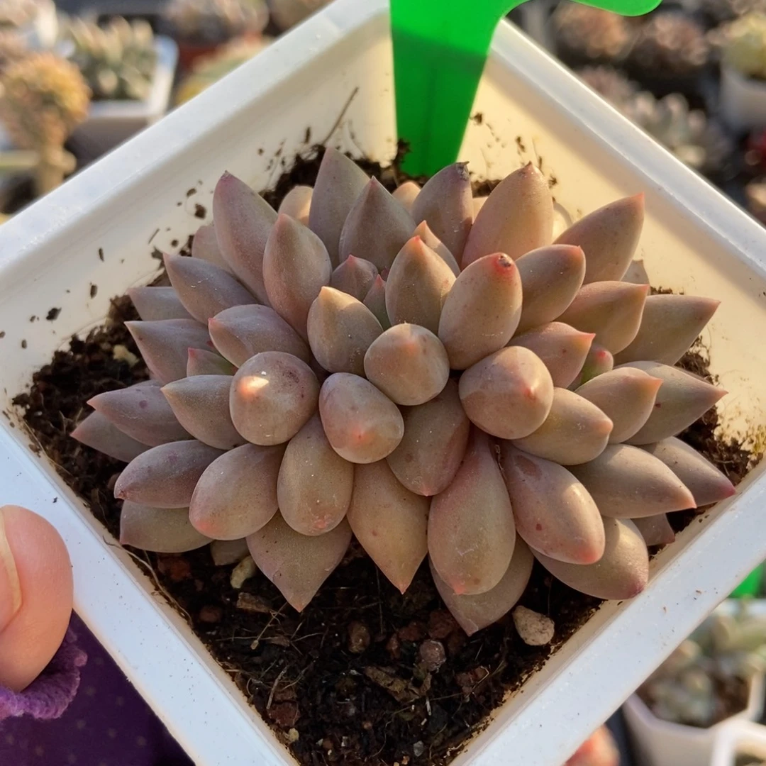 1658水晶球多肉植物诺肉