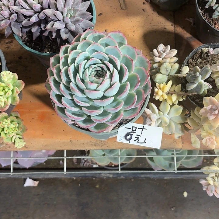 一***叶多肉植物一物一拍一叶
