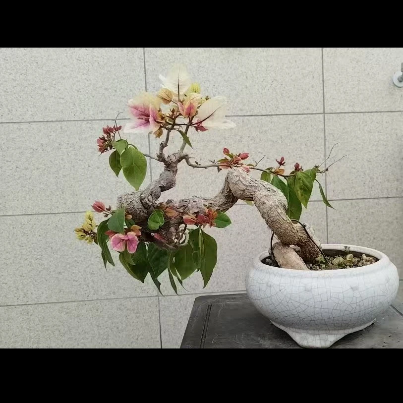 漳红樱怪桩勤花三角梅