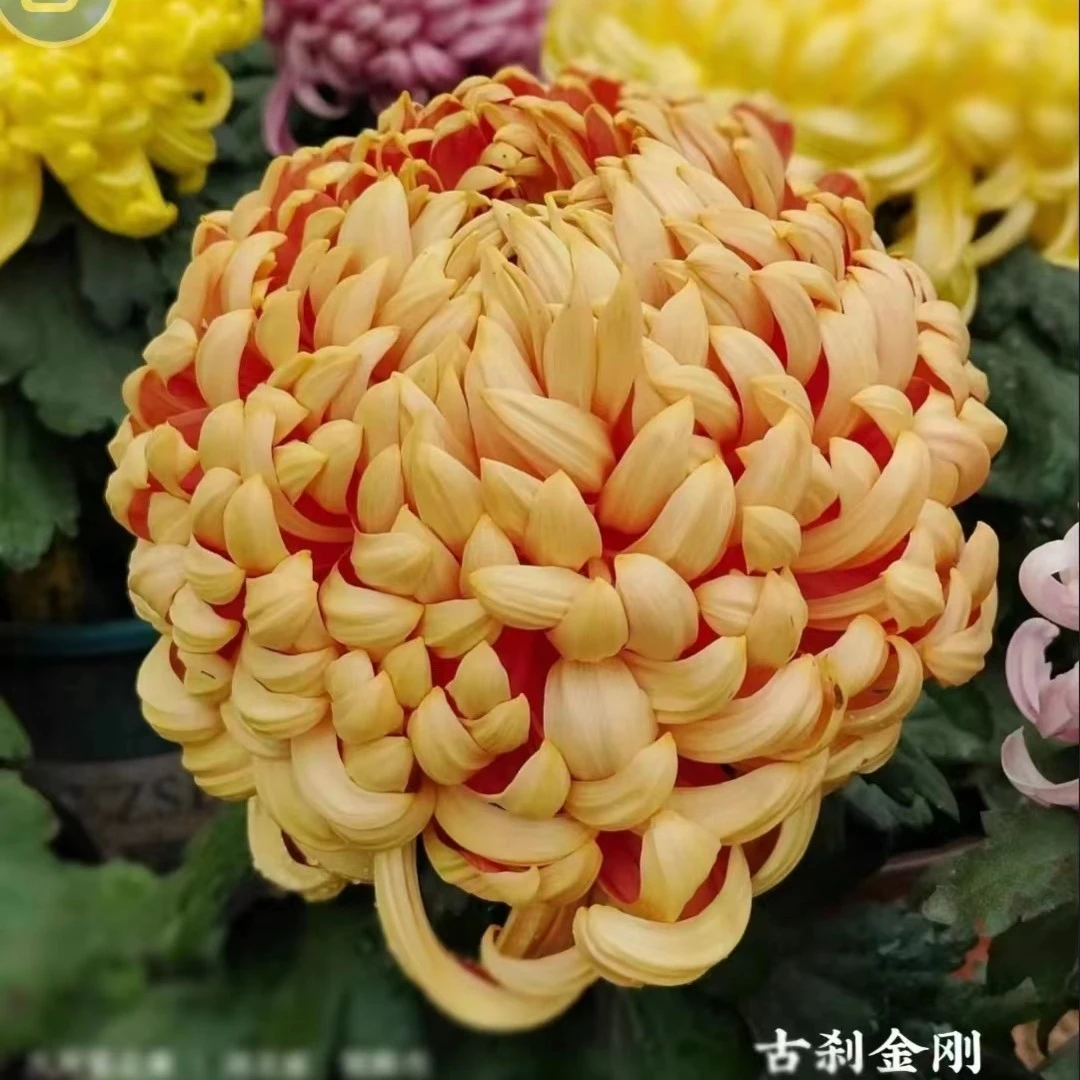 九月大菊【太平红叶】超大花型