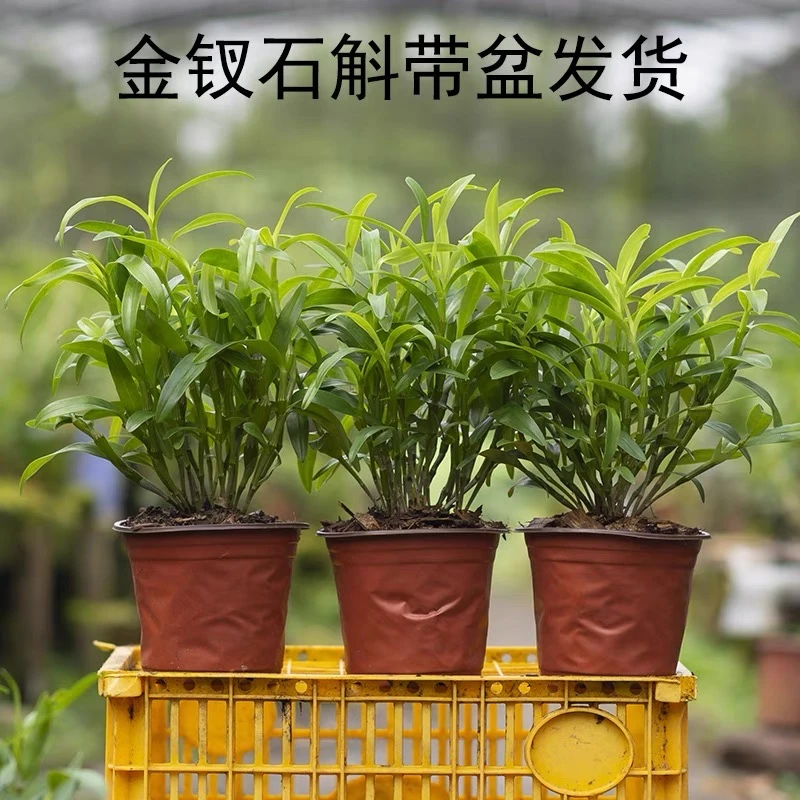 贵州赤水金钗石斛盆栽花卉食用石斛，种活带盆发货