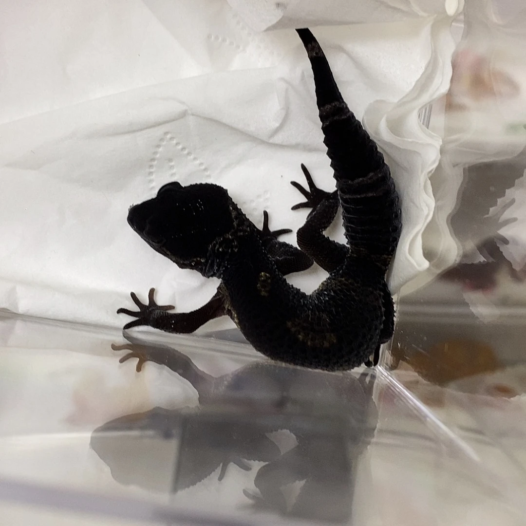 豹纹守宫a级黑夜母温