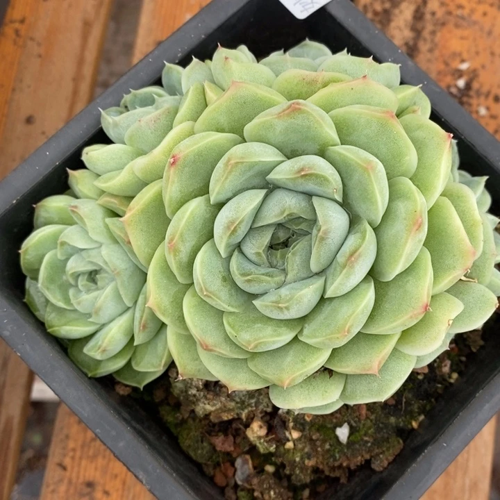 8930杂交老桩基地～13厘米