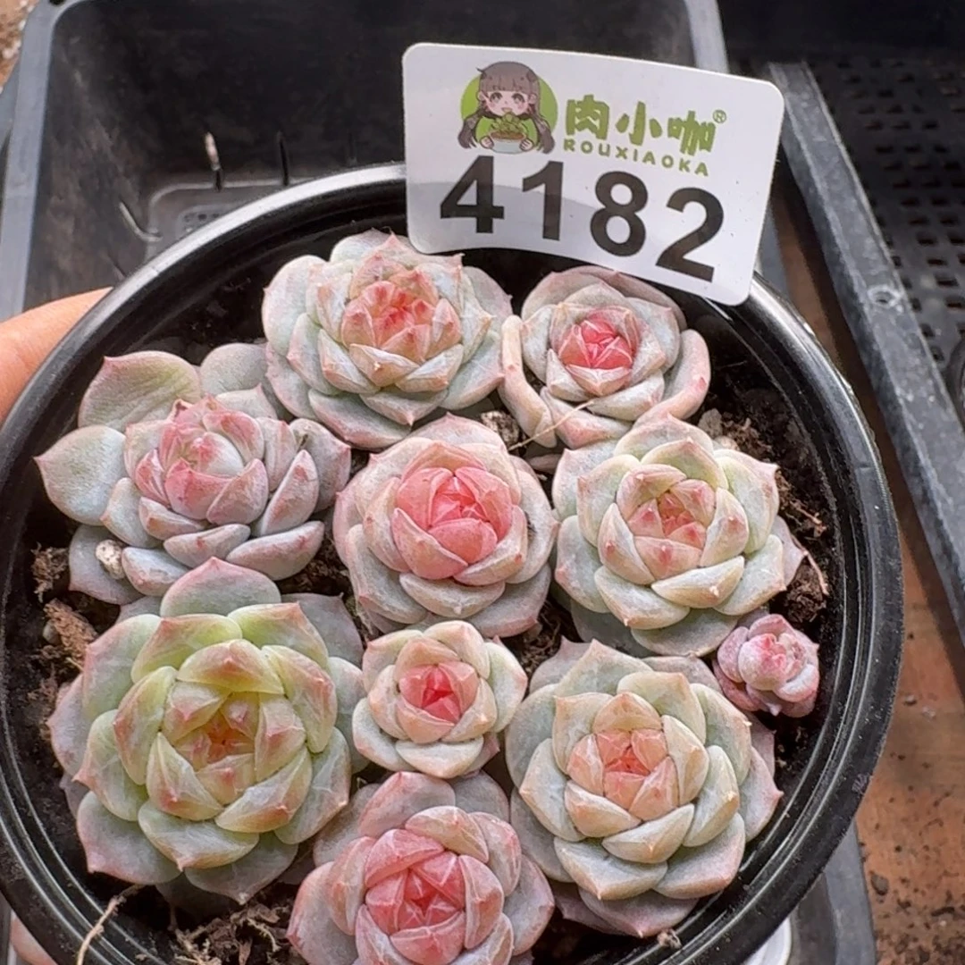 多肉植物多肉植物