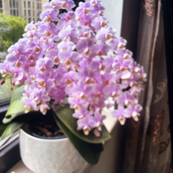 当前无花栽培后可以开花槟榔西施2.8带剑