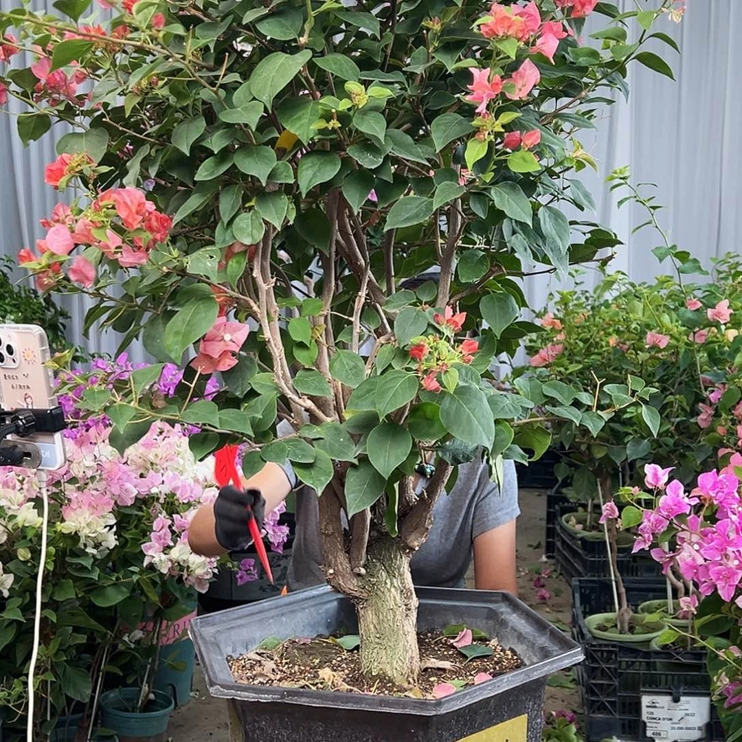 风***舞大部分花苞少量开放S76不甜