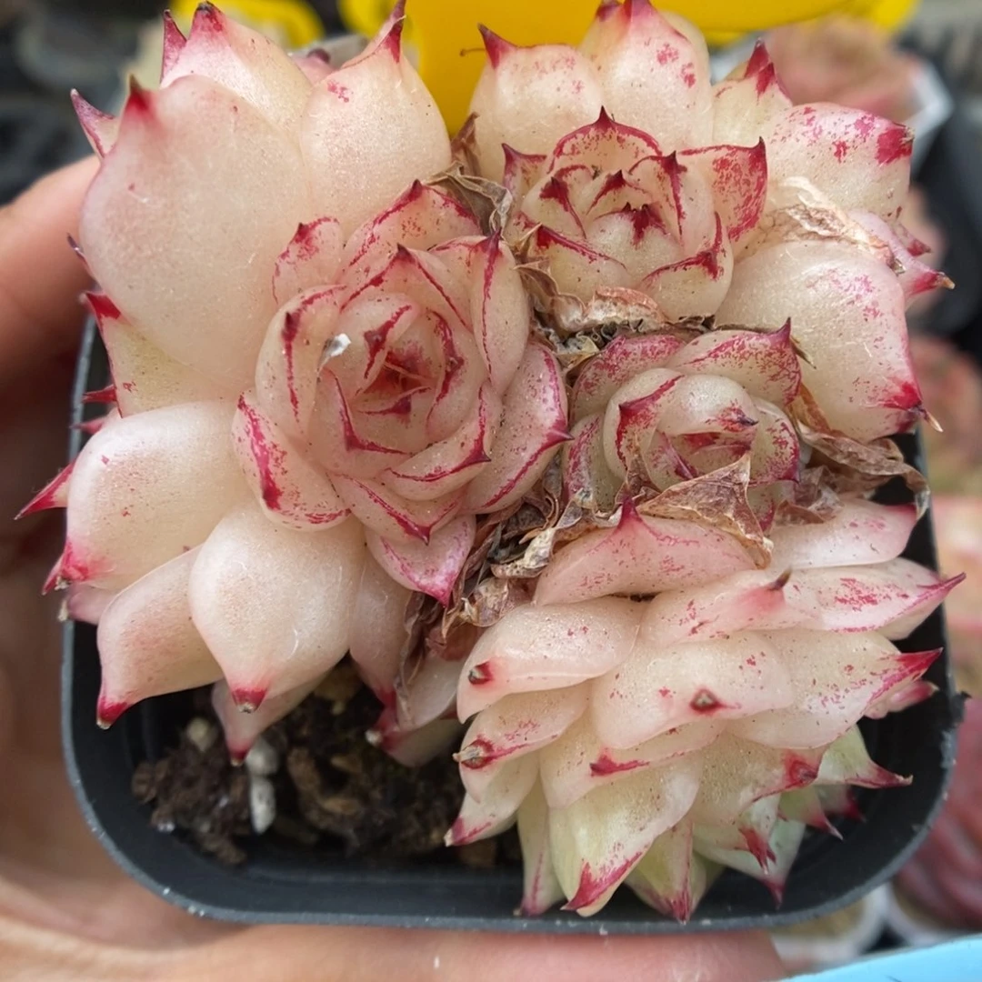 凤凰火麦秆群生5235号