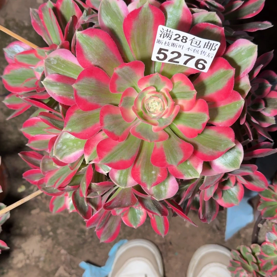 5276女郎有干吧多肉植物