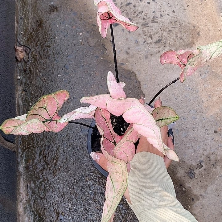 泰国彩叶 51-0203