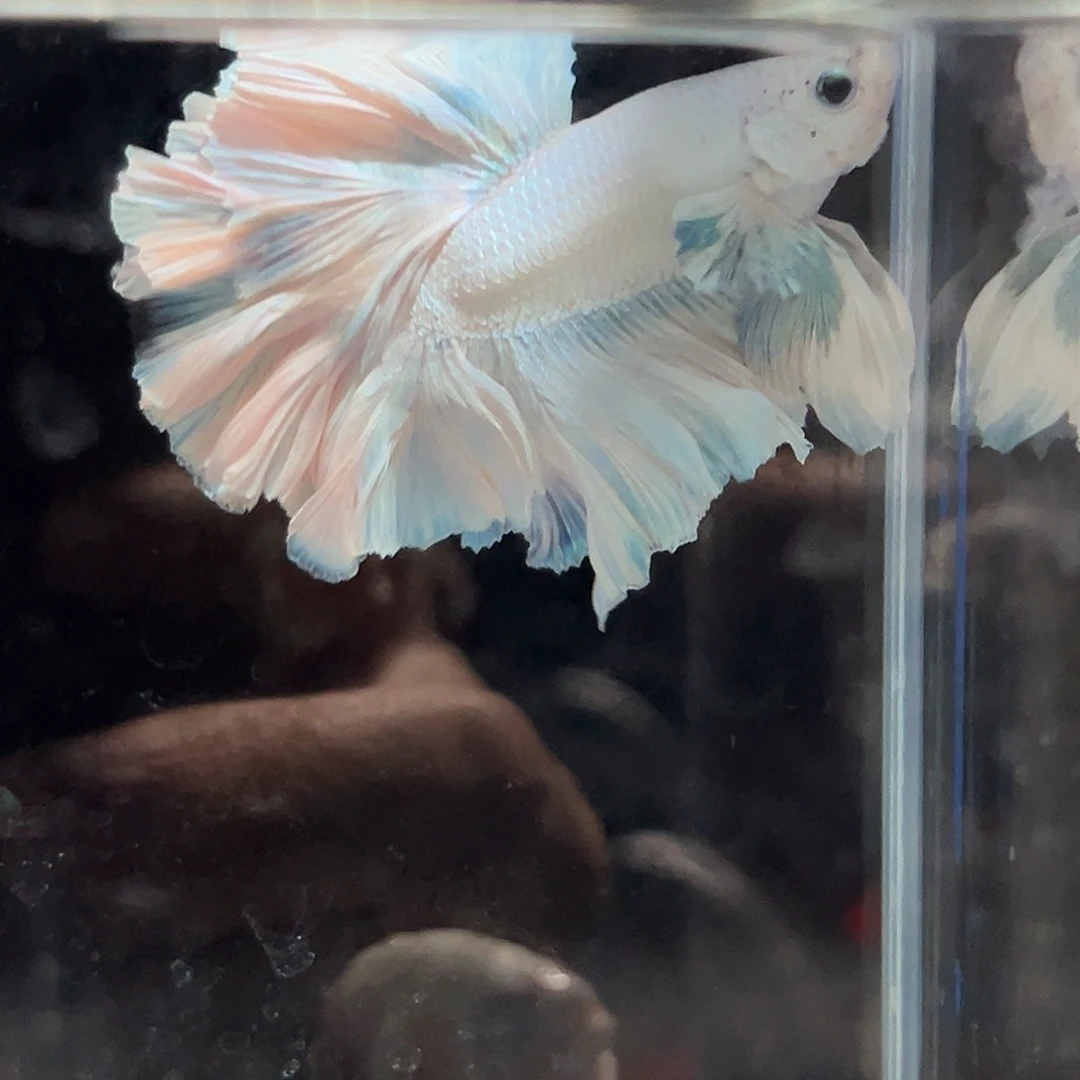 斗鱼12号特价冰蓝色豆豆眼