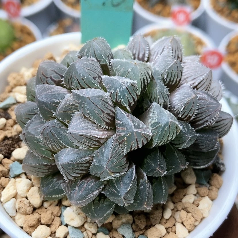 【闪购商品】红岩136