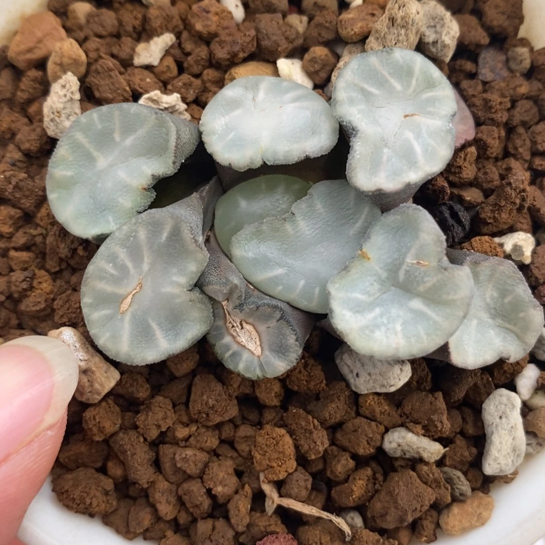 91盐湖城万象一物一拍