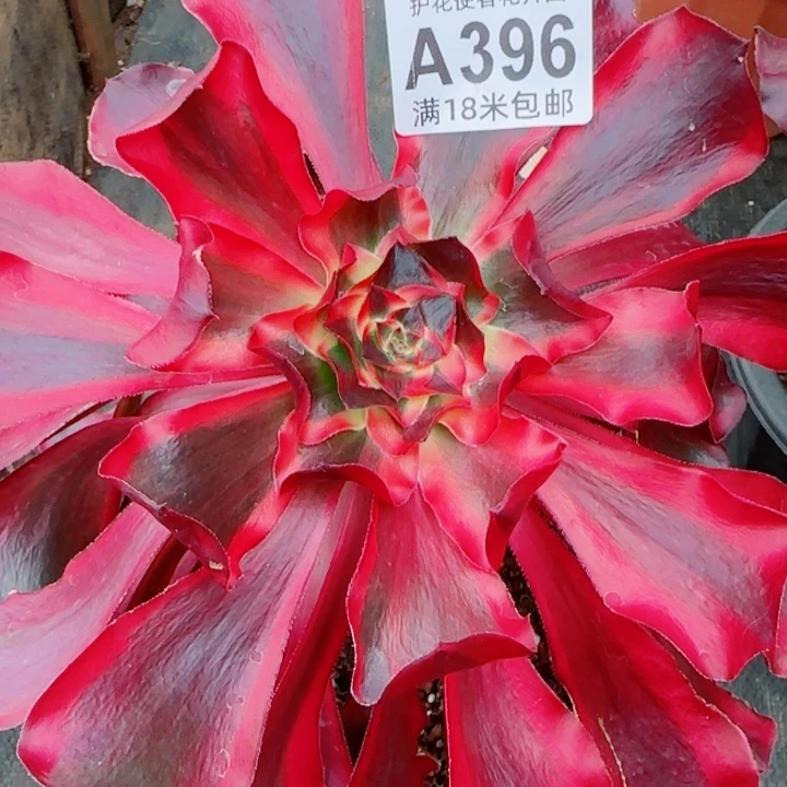 多肉法师淘宝福利