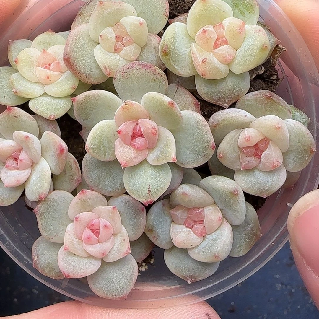 465福利一盒【满29包邮非偏远】