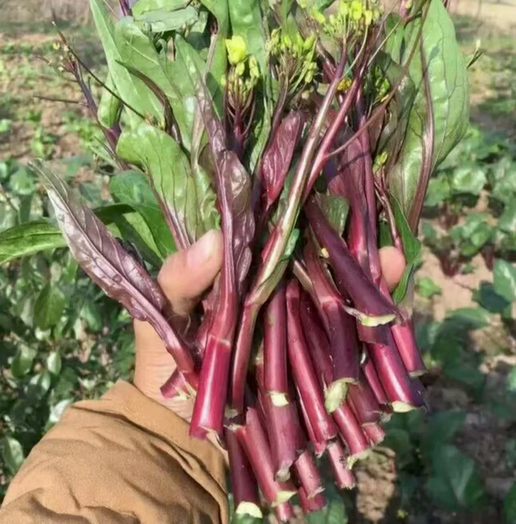 【红菜苔种子】家庭阳台小院四季种植盆栽地栽易种易活