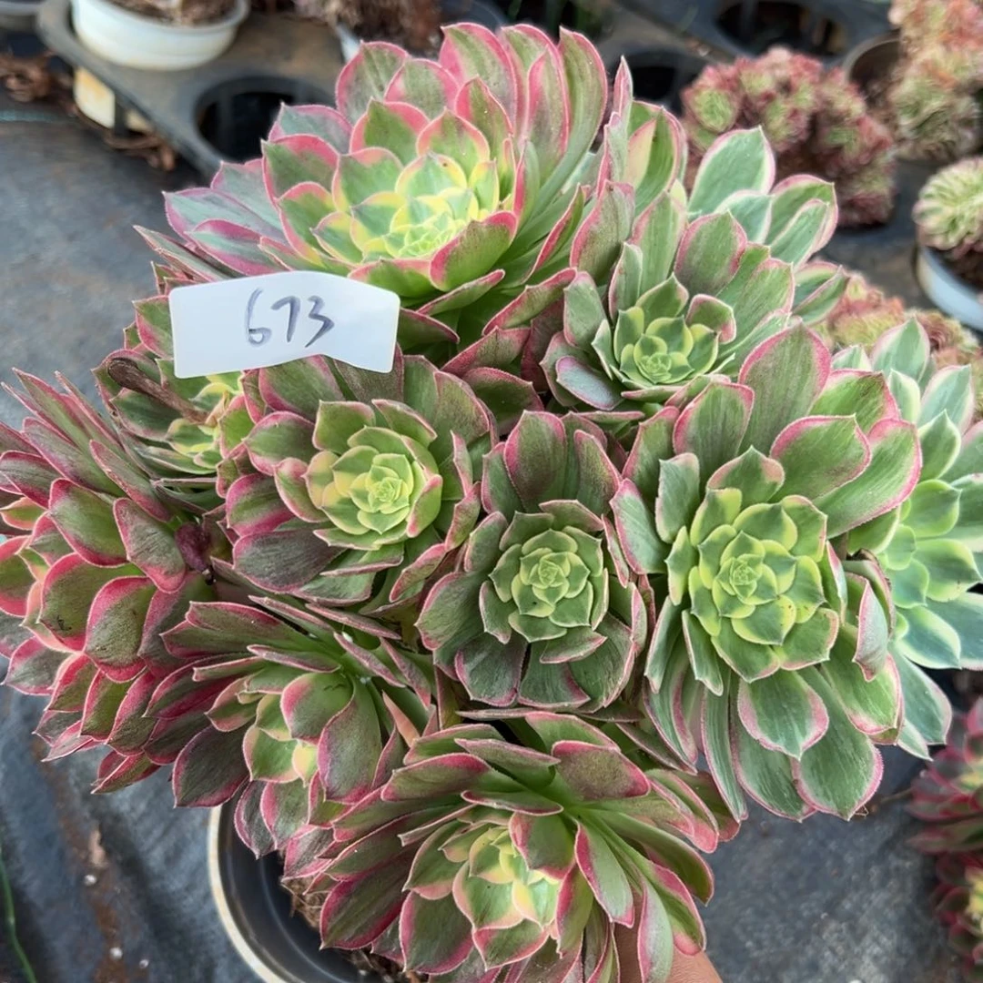 多肉植物673脱土的