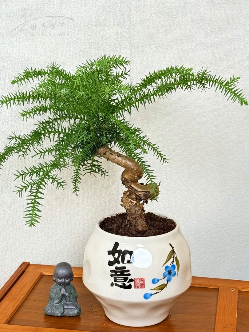 澳洲衫盆景老桩造型南洋杉不老松盆栽耐旱植物室内客厅办公室绿植