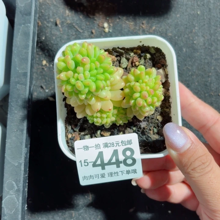 香格里拉缀化无盆土发货多